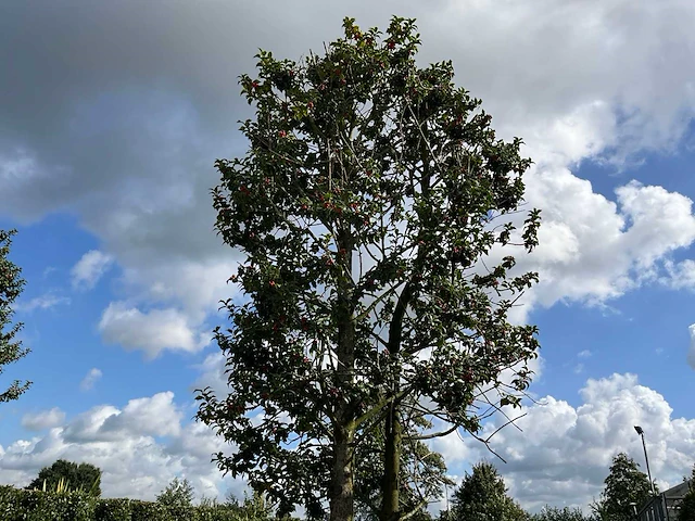 Ilex boom met pot - afbeelding 1 van  5