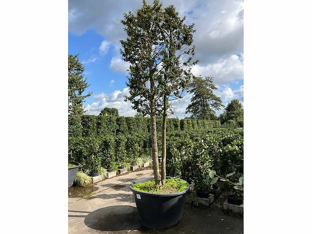 Ilex boom met pot - afbeelding 2 van  5