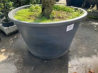 Ilex boom met pot - afbeelding 5 van  5
