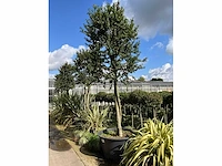Ilex boom met pot - afbeelding 2 van  6