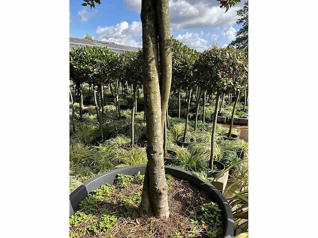 Ilex boom met pot - afbeelding 3 van  6