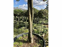Ilex boom met pot - afbeelding 3 van  6