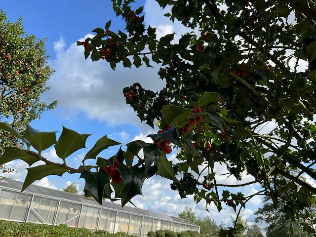 Ilex boom met pot - afbeelding 5 van  6