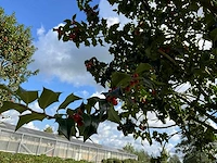 Ilex boom met pot - afbeelding 5 van  6