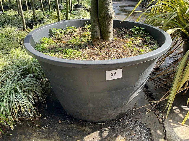Ilex boom met pot - afbeelding 6 van  6