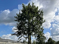 Ilex boom met pot