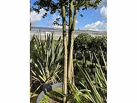 Ilex boom met pot - afbeelding 3 van  5