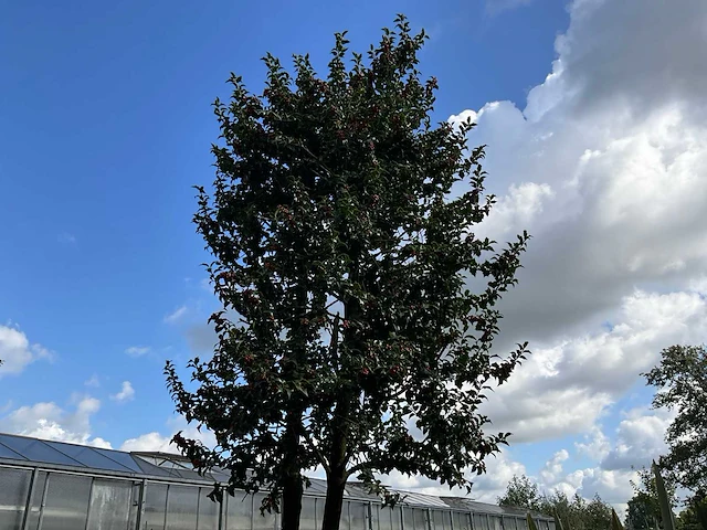 Ilex boom met pot - afbeelding 1 van  5
