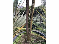 Ilex boom met pot - afbeelding 3 van  5