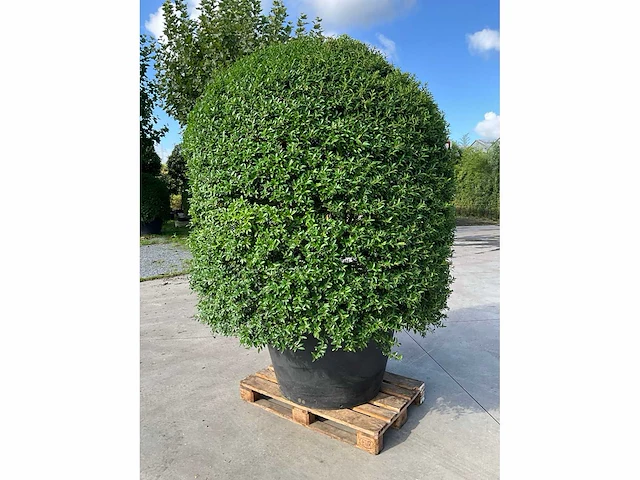 Ilex crenata ( bijenkorf ) met pot - afbeelding 2 van  6