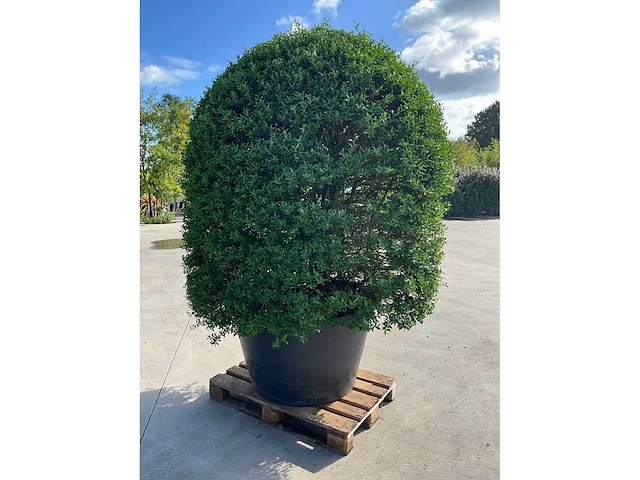 Ilex crenata ( bijenkorf ) met pot - afbeelding 4 van  6
