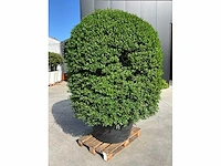 Ilex crenata ( bijenkorf ) met pot - afbeelding 3 van  6