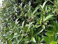 Ilex crenata ( bijenkorf ) met pot - afbeelding 5 van  6