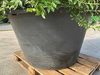 Ilex crenata ( bijenkorf ) met pot - afbeelding 6 van  6