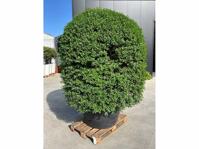 Ilex crenata ( bijenkorf ) met pot - afbeelding 3 van  6