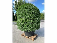 Ilex crenata ( bijenkorf ) met pot - afbeelding 2 van  6