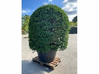 Ilex crenata ( bijenkorf ) met pot - afbeelding 4 van  6