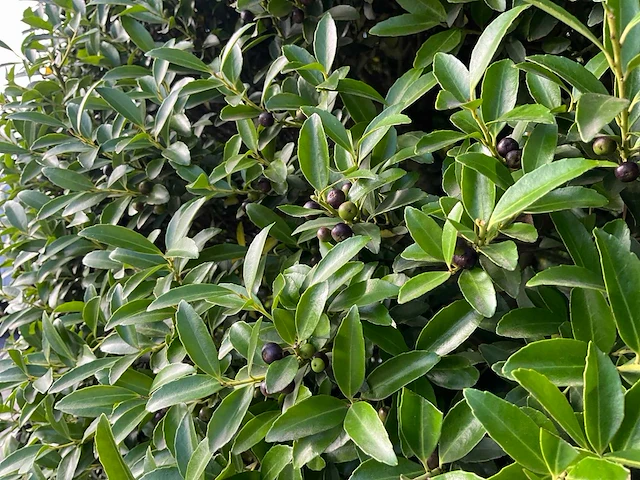 Ilex crenata ( bijenkorf ) met pot - afbeelding 5 van  6