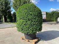 Ilex crenata ( bijenkorf ) met pot