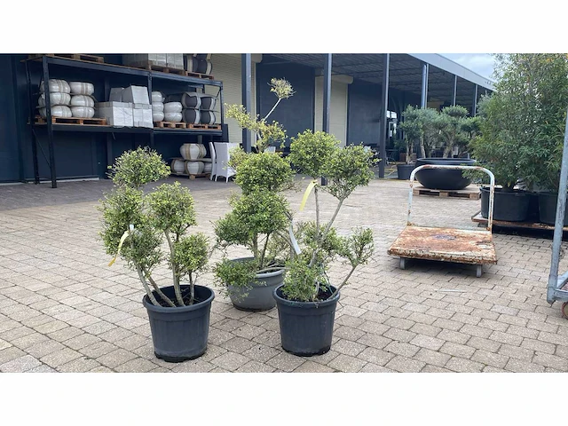Ilex crenata ‘green glory’ ponpon vaste plant (3x) - afbeelding 1 van  2
