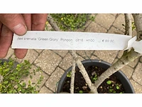 Ilex crenata ‘green glory’ ponpon vaste plant (3x) - afbeelding 2 van  2