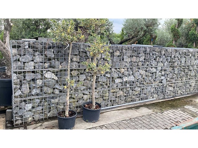 Ilex ponpon - vaste plant (2x) - afbeelding 1 van  1