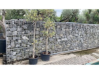 Ilex ponpon - vaste plant (2x) - afbeelding 1 van  1
