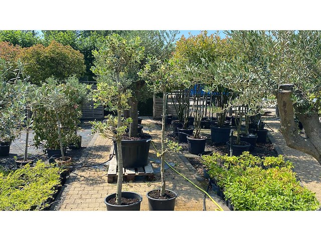 Ilex ponpon vaste plant (2x) - afbeelding 1 van  1