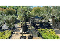Ilex ponpon vaste plant (2x) - afbeelding 1 van  1