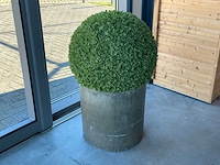 Imitatiebuxus in pot (2x)