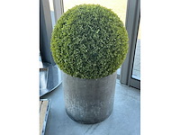 Imitatiebuxus in pot (2x) - afbeelding 2 van  2
