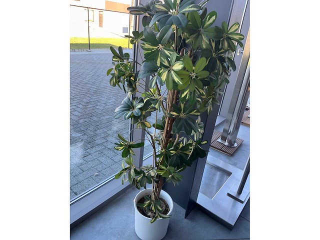 Imitatiekamerplant in pot - afbeelding 1 van  1