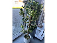 Imitatiekamerplant in pot