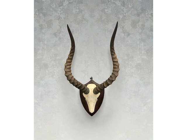 Impala - schedel met hoorns - zuid-afrika - afbeelding 1 van  6