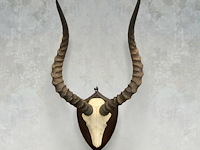 Impala - schedel met hoorns - zuid-afrika - afbeelding 1 van  6