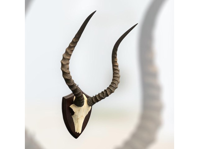 Impala - schedel met hoorns - zuid-afrika - afbeelding 2 van  6