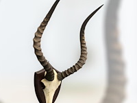 Impala - schedel met hoorns - zuid-afrika - afbeelding 2 van  6