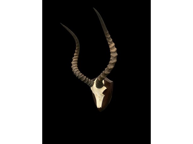 Impala - schedel met hoorns - zuid-afrika - afbeelding 3 van  6