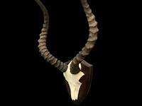 Impala - schedel met hoorns - zuid-afrika - afbeelding 3 van  6