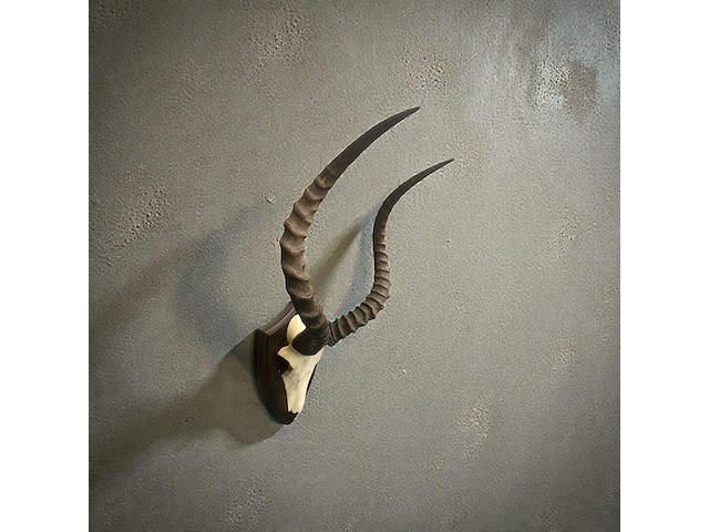 Impala - schedel met hoorns - zuid-afrika - afbeelding 4 van  6