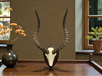 Impala - schedel met hoorns - zuid-afrika - afbeelding 5 van  6