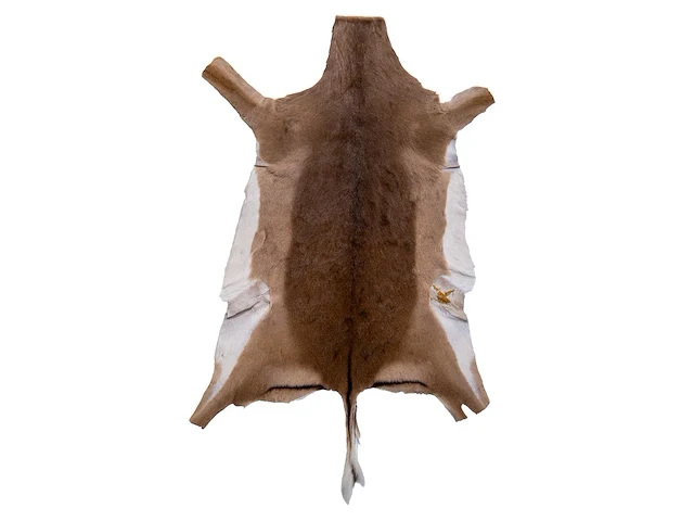 Impala or rooibok (aepyceros melampus) hide rug, 125 x 85 cm - afbeelding 1 van  2