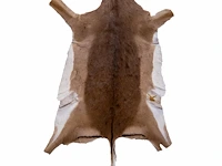 Impala or rooibok (aepyceros melampus) hide rug, 125 x 85 cm