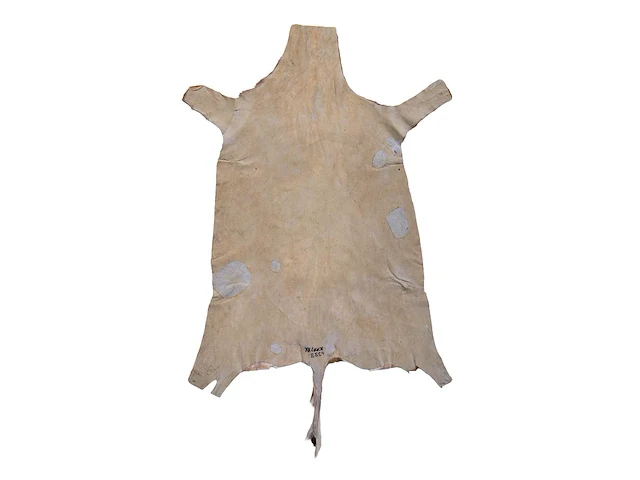Impala or rooibok (aepyceros melampus) hide rug, 125 x 85 cm - afbeelding 2 van  2