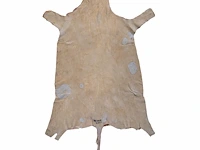 Impala or rooibok (aepyceros melampus) hide rug, 125 x 85 cm - afbeelding 2 van  2