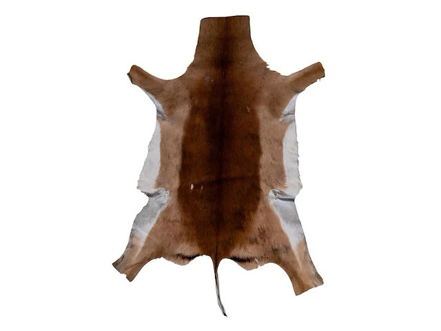 Impala or rooibok (aepyceros melampus) hide rug, 130 x 90 cm - afbeelding 1 van  3