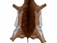 Impala or rooibok (aepyceros melampus) hide rug, 130 x 90 cm