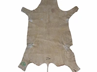 Impala or rooibok (aepyceros melampus) hide rug, 130 x 90 cm - afbeelding 2 van  3
