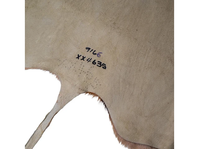 Impala or rooibok (aepyceros melampus) hide rug, 130 x 90 cm - afbeelding 3 van  3