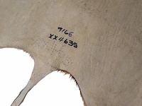 Impala or rooibok (aepyceros melampus) hide rug, 130 x 90 cm - afbeelding 3 van  3